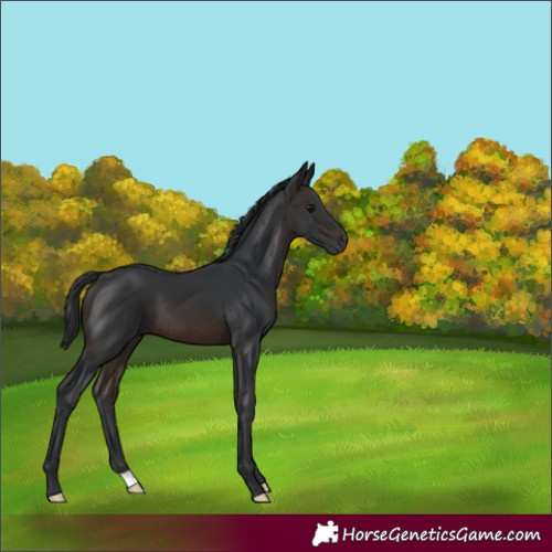 Horse Color:Brown 