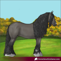 Horse Color:Grullo 