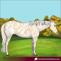 Horse Color:Palomino Blanket 