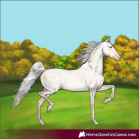 Horse Color:Silver Amber Champagne Pearl Dun Tobiano Appaloosa Rabicano and Silver Amber Champagne Pearl Dun Tobiano Appaloosa Rabicano