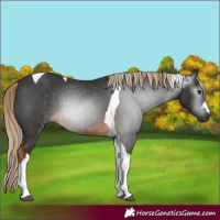 Horse Color:Gray Chocolate Palomino Tobiano 