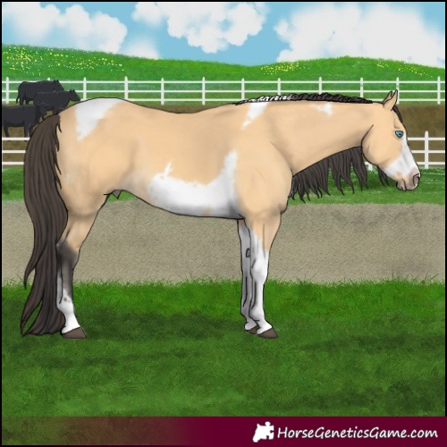 Horse Color:Buckskin Tobiano Frame 