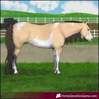 Horse Color:Buckskin Tobiano Frame