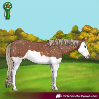 Horse Color:Chestnut Mushroom Splash Appaloosa 