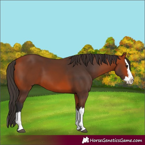 Horse Color:Bay Splash 