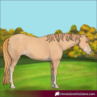 Horse Color:Gold Champagne Rabicano 
