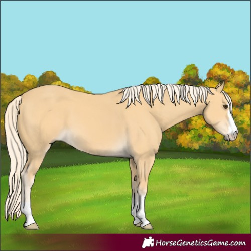Horse Color:Palomino 