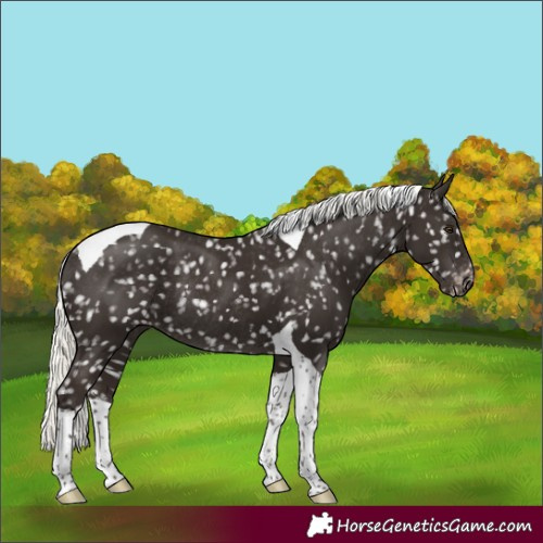 Horse Color:Liver Chestnut Mushroom Tobiano Snowflake VarnishRabicano 