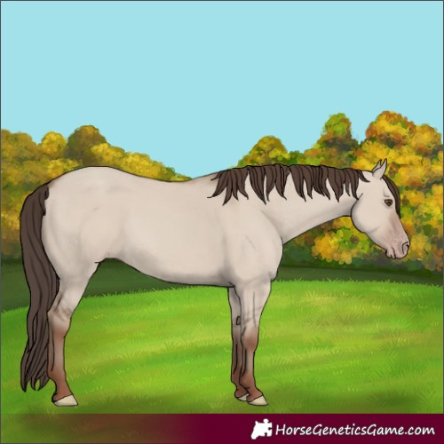 Horse Color:Classic Champagne Dun 