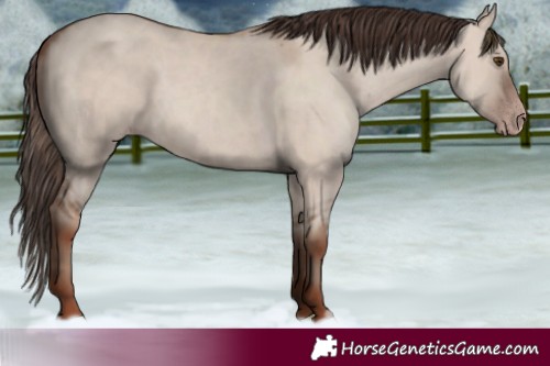 Horse Color:Classic Champagne Dun 