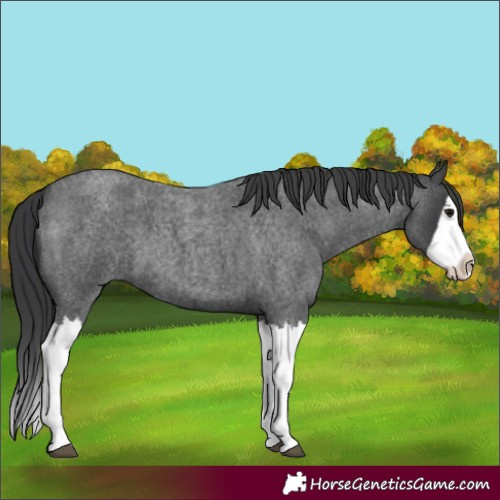 Horse Color:Blue Roan Splash
