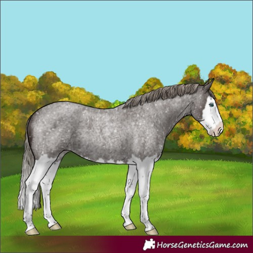 Horse Color:Liver Red Roan Mushroom Splash Appaloosa Rabicano 