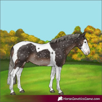Horse Color:Liver Chestnut Mushroom Splash Tobiano Appaloosa Rabicano