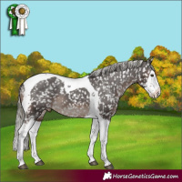 Horse Color:Liver Chestnut Mushroom Splash Tobiano Snowflake VarnishRabicano