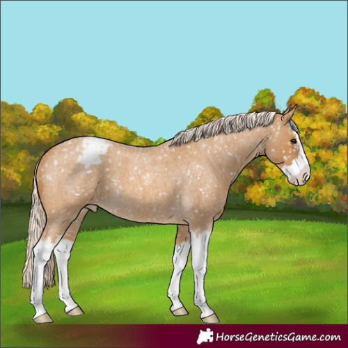 Horse Color:Palomino Roan Splash Appaloosa