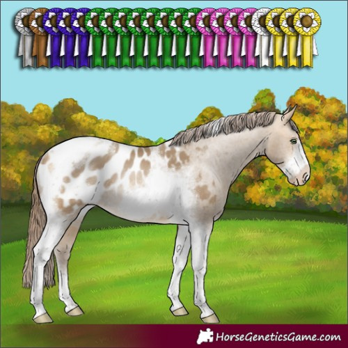 Horse Color:Sable Cream Champagne Sabino Tobiano Frame Appaloosa Rabicano
