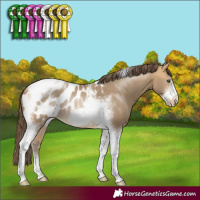 Horse Color:Sable Cream Champagne Sabino Tobiano Frame Appaloosa Rabicano 