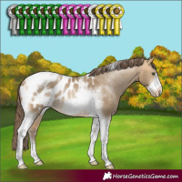 Horse Color:Sable Cream Champagne Sabino Tobiano Frame Appaloosa Rabicano 