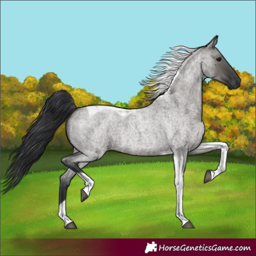 Horse Color:Grullo Roan Tobiano 
