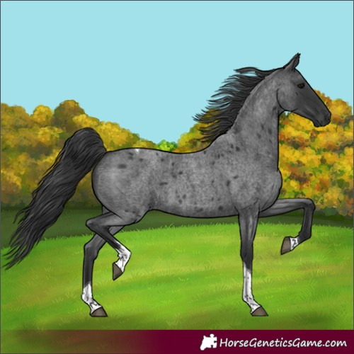 Horse Color:Blue Roan Tobiano 