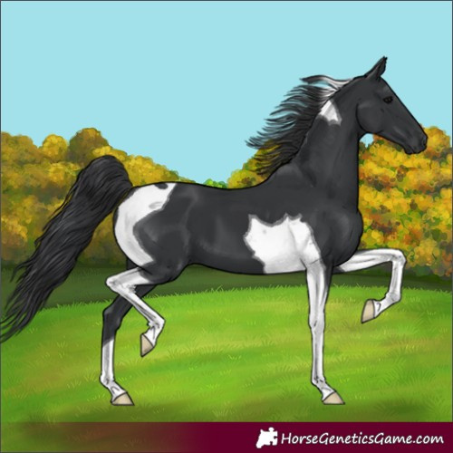 Horse Color:Black Tobiano 