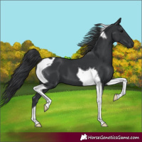 Horse Color:Black Tobiano 