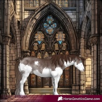 Horse Color:Liver Chestnut Splash Rabicano 