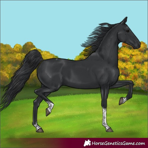 Horse Color:Black Tobiano 
