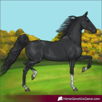 Horse Color:Black Tobiano