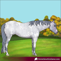 Horse Color:Watercolor White Spotted Bay Roan Rabicano