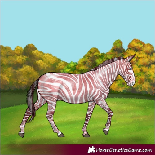 Horse Color:Buckskin Roan Sabino Frame 