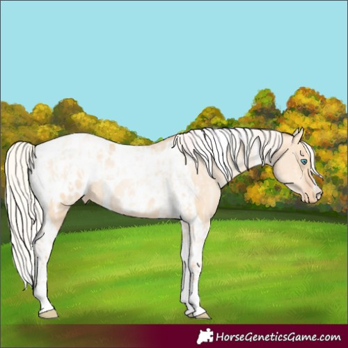 Horse Color:Silver Amber Champagne Pearl Dun Tobiano Appaloosa Rabicano and Silver Amber Champagne Pearl Dun Tobiano Appaloosa Rabicano
