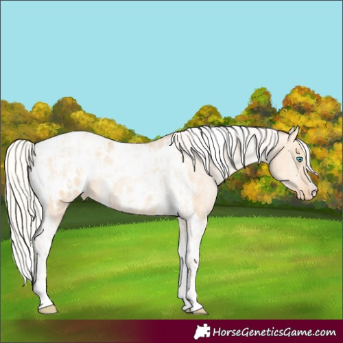 Horse Color:Silver Amber Champagne Pearl Dun Tobiano Appaloosa Rabicano  and Silver Amber Champagne Pearl Dun Tobiano Appaloosa Rabicano 
