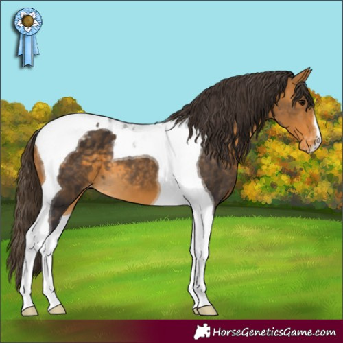Horse Color:Buckskin Tobiano Appaloosa 