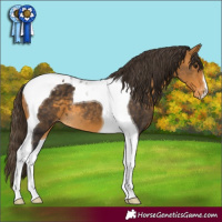 Horse Color:Buckskin Tobiano Varnish 