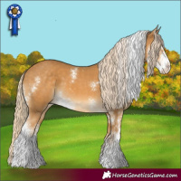 Horse Color:Palomino Sabino 