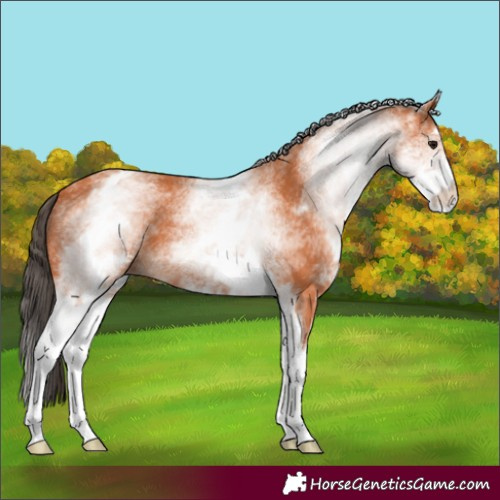 Horse Color:White Spotted Bay 