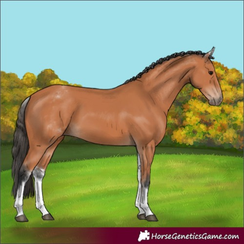 Horse Color:White Spotted Bay 