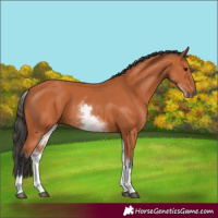 Horse Color:White Spotted Bay 