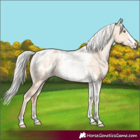 Horse Color:Silver Amber Champagne Pearl Dun Tobiano Appaloosa Rabicano and Silver Amber Champagne Pearl Dun Tobiano Appaloosa Rabicano