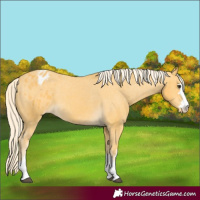 Horse Color:Palomino Varnish 