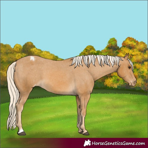 Horse Color:Palomino Appaloosa
