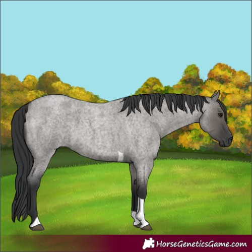 Horse Color:Grullo Roan Tobiano 