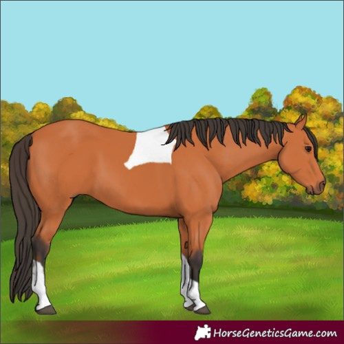 Horse Color:Bay Tobiano 