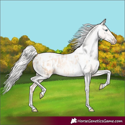 Horse Color:Silver Amber Champagne Pearl Dun Tobiano Blanket Rabicano and Silver Amber Champagne Pearl Dun Tobiano Blanket Rabicano