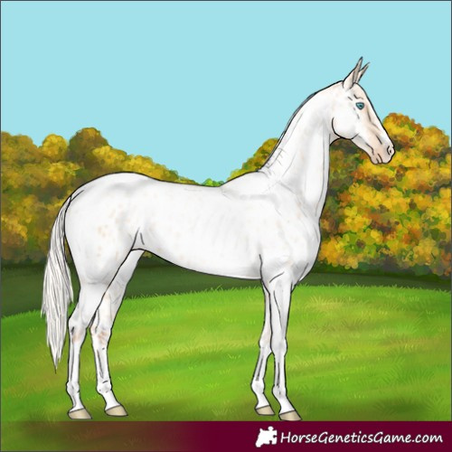 Horse Color:Silver Amber Champagne Pearl Dun Tobiano Appaloosa Rabicano and Silver Amber Champagne Pearl Dun Tobiano Appaloosa Rabicano