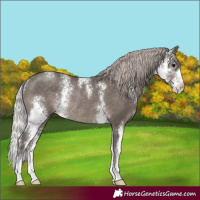 Horse Color:Silver Black Sabino Rabicano