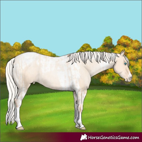 Horse Color:Silver Amber Champagne Pearl Dun Tobiano Varnish Rabicano and Silver Amber Champagne Pearl Dun Tobiano Varnish Rabicano