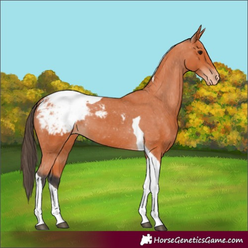 Horse Color:Bay Tobiano Appaloosa 