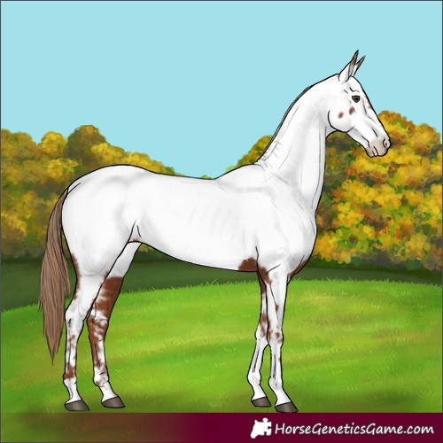 Horse Color:Chestnut Tobiano Appaloosa 